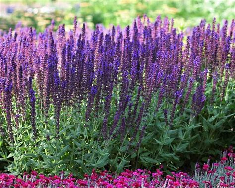 Salvia Lyrical Blues Bluestone Perennials