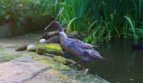 Indian Runner Duck Breed Profile - Farmhouse Guide