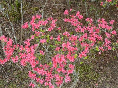 一関市千厩町のクルメツツジ（久留米躑躅） Peaの植物図鑑