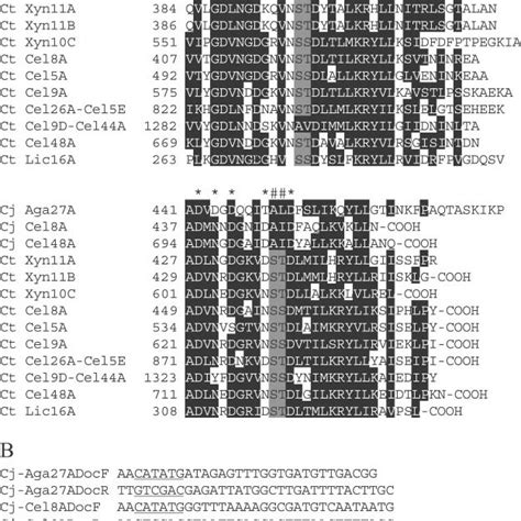 Alignment Of The Amino Acid Sequences Of Dockerin Domains And Pcr