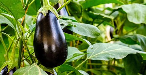 How To Grow Aubergines DIY Garden