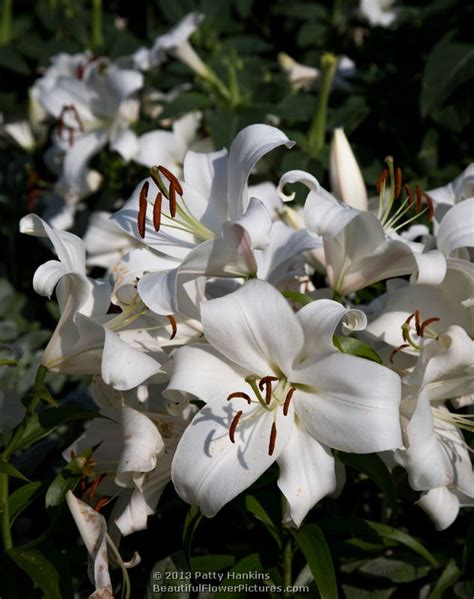 Wonderful White Lilies :: Beautiful Flower Pictures Blog