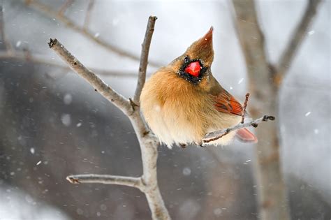 90+ Free Winter Cardinals & Cardinal Images - Pixabay