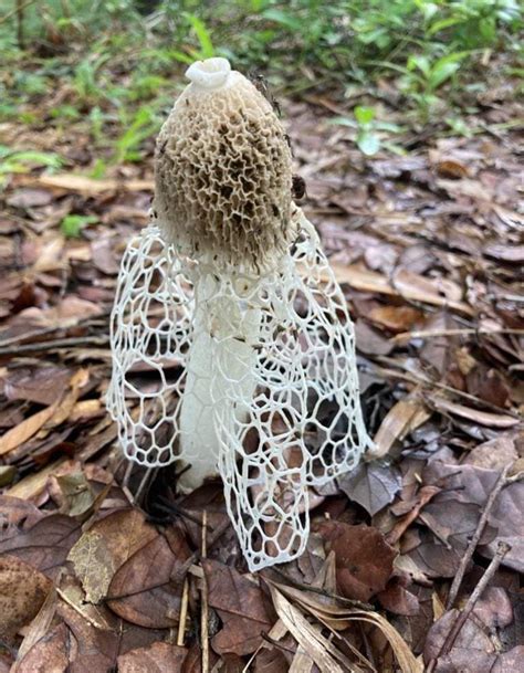 Complex Phallus indusiatus from Tuxpan 92830 Tuxpan 92830 Túxpam de