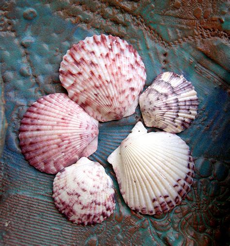 Ракушки Морские И Названия - 64 фото