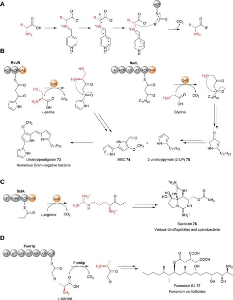 Chain release by PLP-dependent enzymes. (A) The general mechanism of a ...