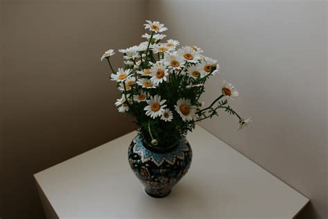 White Daisies · Free Stock Photo