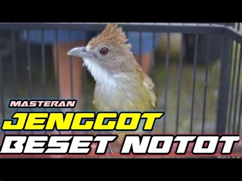 Masteran Suara Burung Cucak Jenggot Gacor YouTube