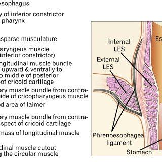 (PDF) Longitudinal Muscle Dysfunction in Achalasia Esophagus and Its ...