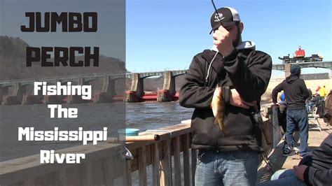 Jumbo Perch Fishing The Mississippi River Youtube