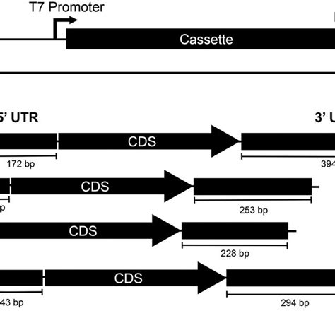 Schematic of mRNA expression constructs. A) The organization of a ...