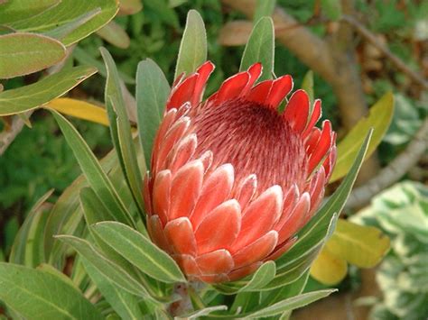 Proteas