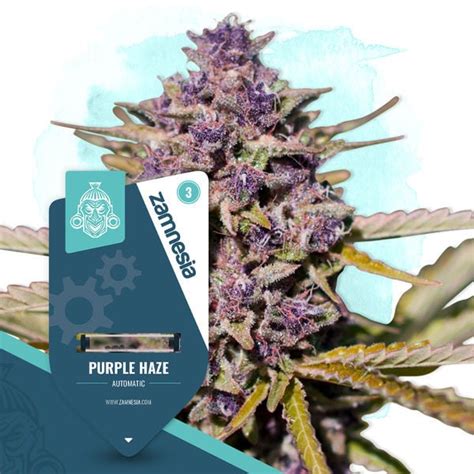 Purple Haze Automatic Zamnesia Seeds Zamnesia