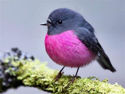 Pink Robin | Animals beautiful, Nature animals, Beautiful birds