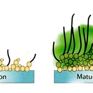 5: Stages in the formation of a Candida albicans biofilm. Adherence and ...