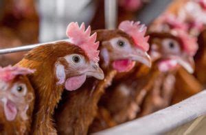 Common Poultry Diseases Symptoms How To Treat Them Livestocking