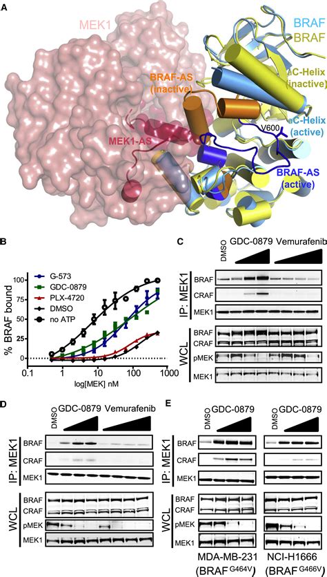 Structure Of The Braf Mek Complex Reveals A Kinase Activity Independent