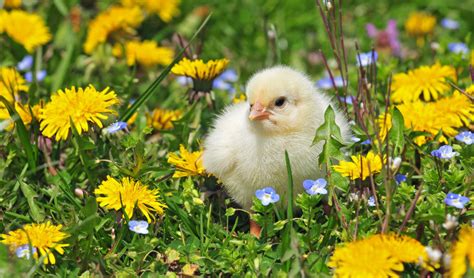 chirping  spring essential tips  early chick care