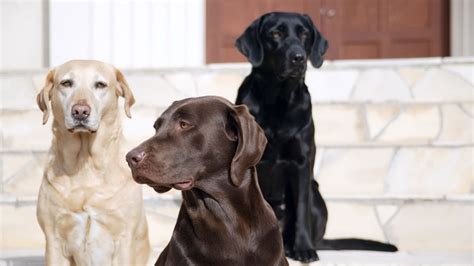 Yellow Vs Chocolate Vs Black Labrador Black Lab Vs Yellow Lab Vs