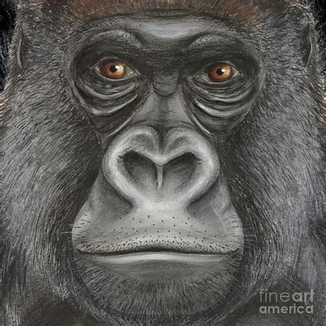 Western Lowland Gorilla Face - Fine Art Print - Stock Illustration - Stock Image Painting by ...