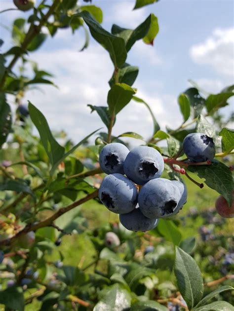 Genius Growing Blueberries In Pots Tips Blooming Anomaly