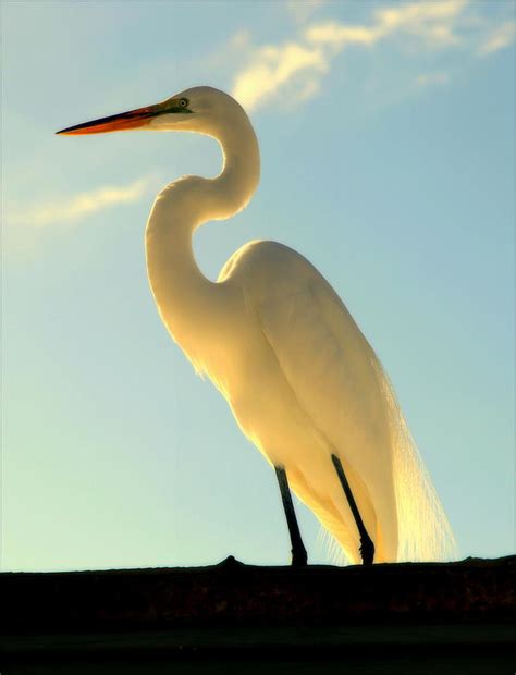 Queen Of Water Photograph By Karen Wiles Pixels