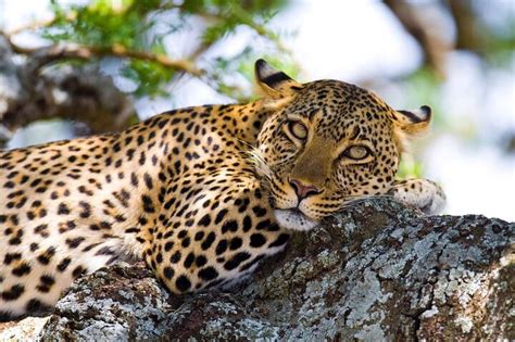 Tour Di Un Giorno Alla Riserva Di Caccia Del Masai Mara Da Nairobi