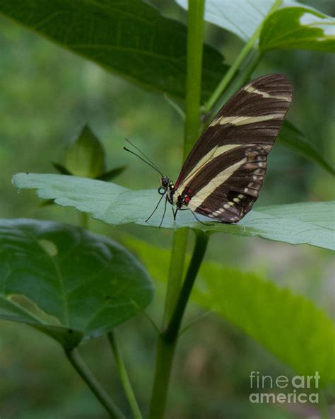 Butterfly Photograph By Christy Garavetto Fine Art America