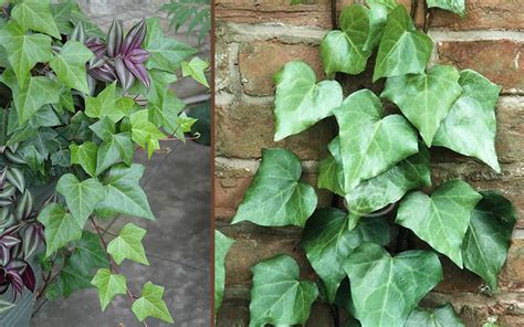 Buy Algerian Ivy Plants Free Shipping Pack Of Pint Pots Hedera