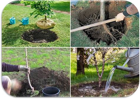 COME PIANTARE GLI ALBERI DA FRUTTO GermoglioVerde