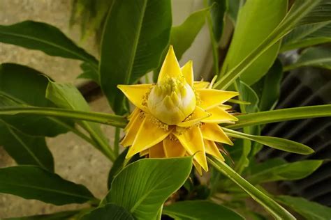 5 Plants That Look Like A Banana Tree Plantglossary