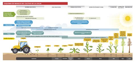 GUÍA PRÁCTICA DE COLZA Limagrain Ibérica Semillas LG