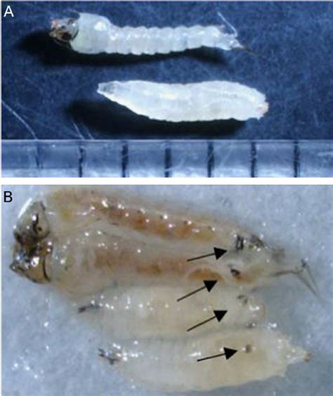 Anopheles fourth instar and Drosophila third instar larvae: (A) Fourth... | Download Scientific ...