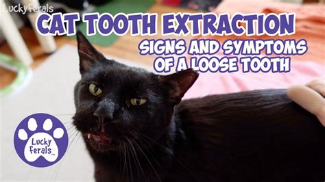 Cat Tooth Extraction Signs And Symptoms Of A Cat With A Loose Tooth