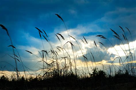 Silhouette of Wheat · Free Stock Photo