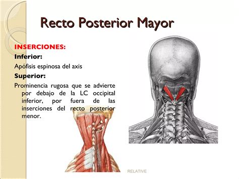 M Sculos De La Region Posterior Del Cuello Ppt Descarga Gratuita