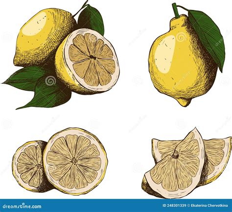 A Set Of Lemon Linart Pictures Stock Vector Illustration Of