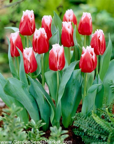 Tulipan Canasta Pakke Med Stk Tulipa Canasta Garden Seeds