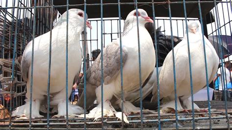 Pigeon Hat Kaptan Bazar Pigeon Market On Every Friday Pigeon Market