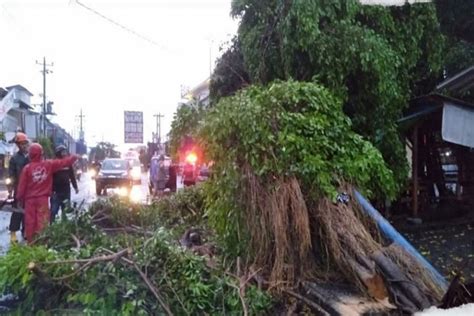 Bpbd Gunungkidul Memangkas Pohon Pohon Berpotensi Tumbang Antara News