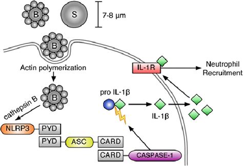 Particle Induced Inflammasome Activation And Neutrophil Recruitment