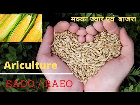 Maize Sorghum And Bajra SADO RAEO Govt Agriculture Vacancy