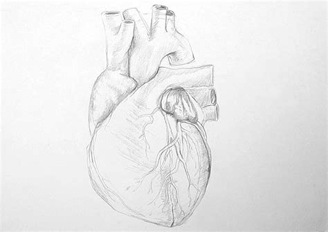 Human Heart Pencil Drawings