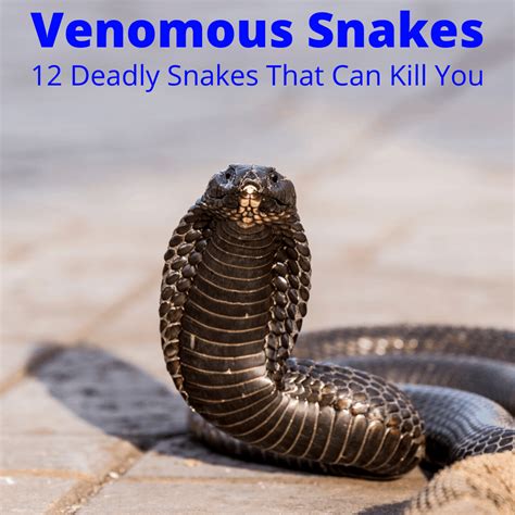 Venomous Snakes 12 Deadly Snakes That Can Kill You