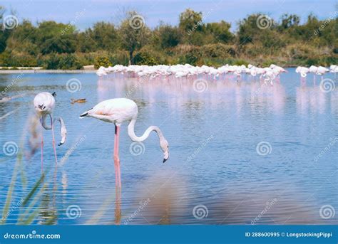 Pink Flamingos In The Regional Park Of The Camargue Stock Image