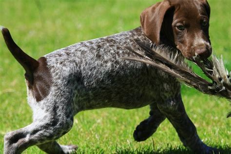 1920x1280 german shorthaired pointer wallpaper for computer ...