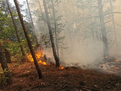 Incendiu Puternic Ntr O P Dure De Pin Cu V Rsta De Circa De Ani