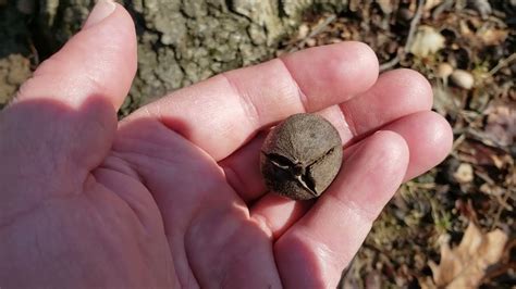 Id That Tree Pignut Hickory Youtube