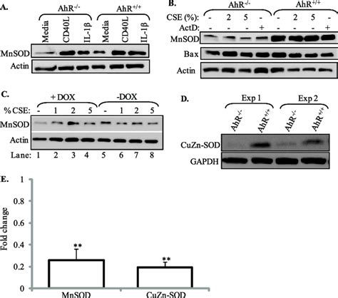 AhR Dependent Regulation Of Basal SOD Expression Primary Lung