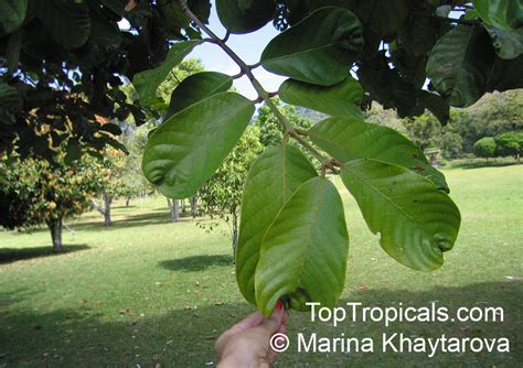 Litsea sp., Litsea - TopTropicals.com